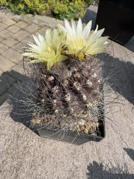 Eriosyce crispa